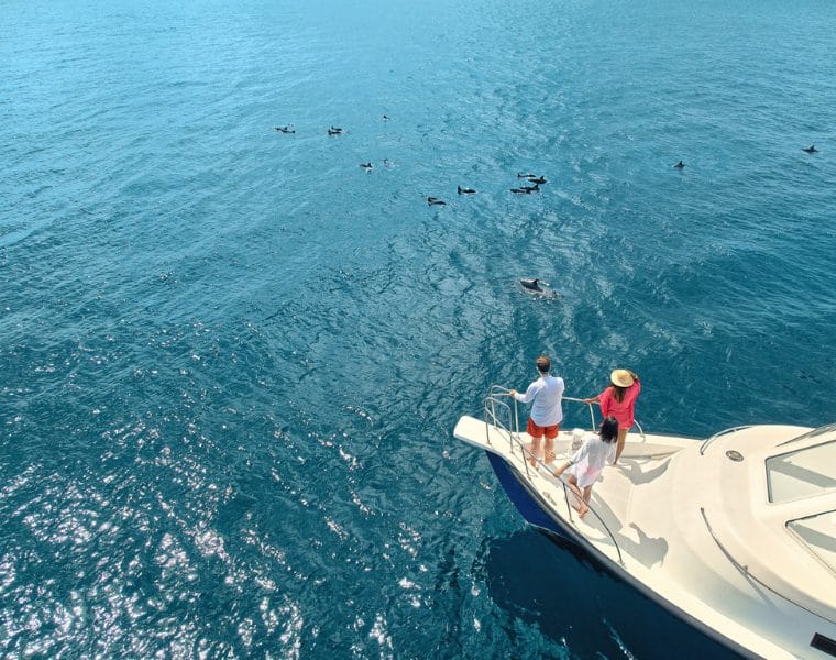 Two people watching dolphins on a cruise
