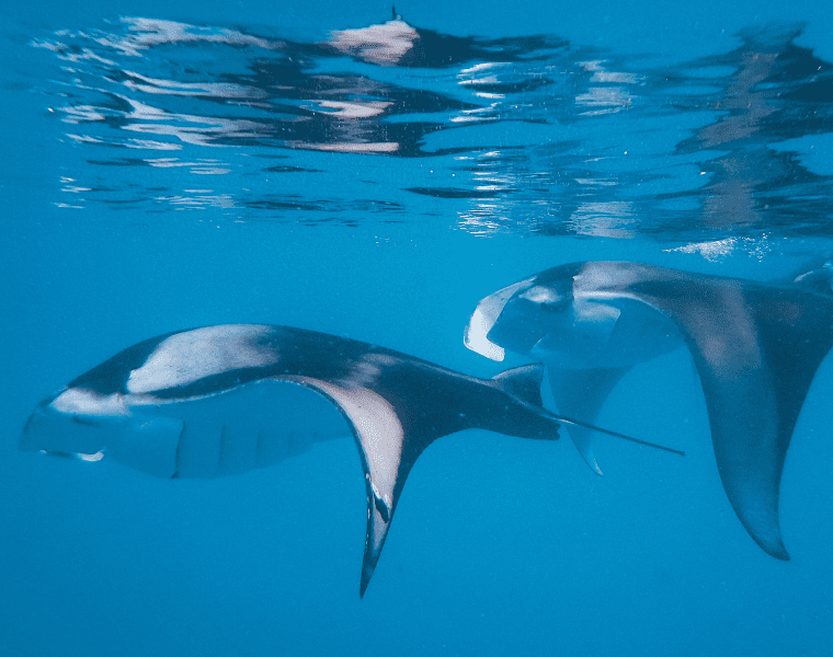 Manta rays underwater