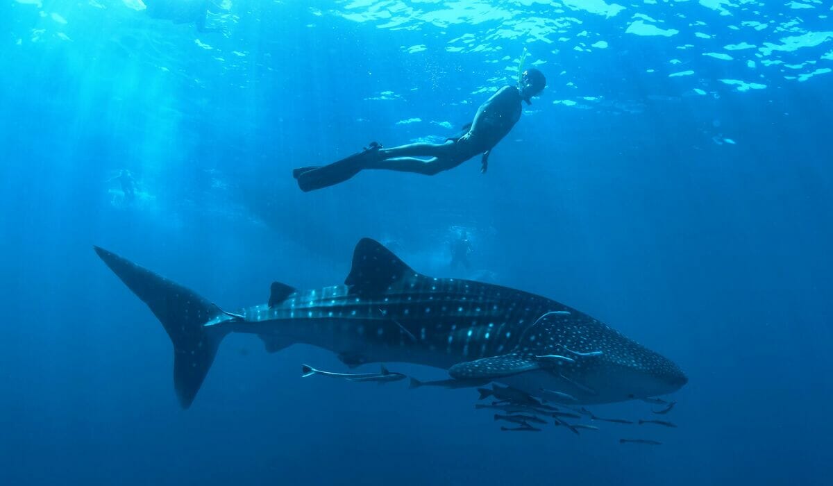 A snorkeller above a whale shark