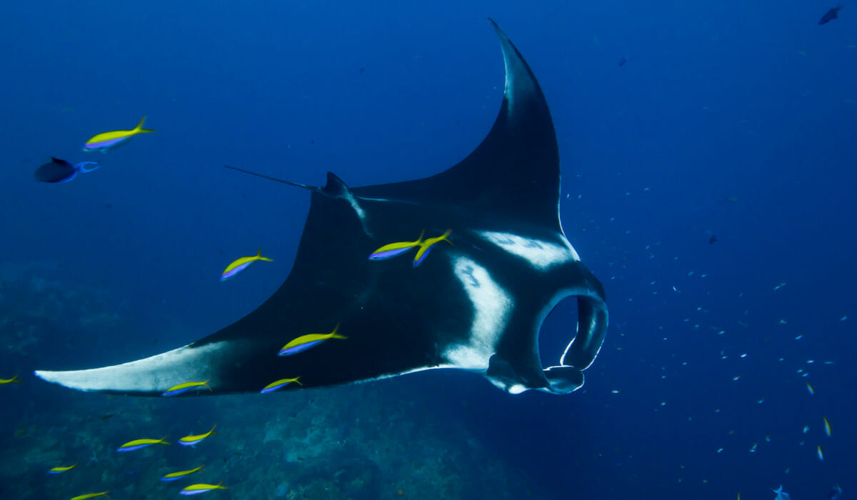 Manta ray