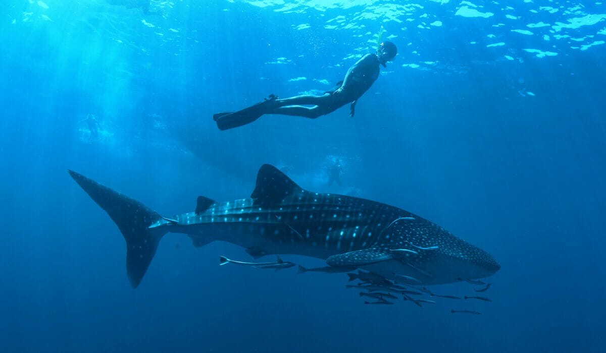 A snorkeller above a whale shark