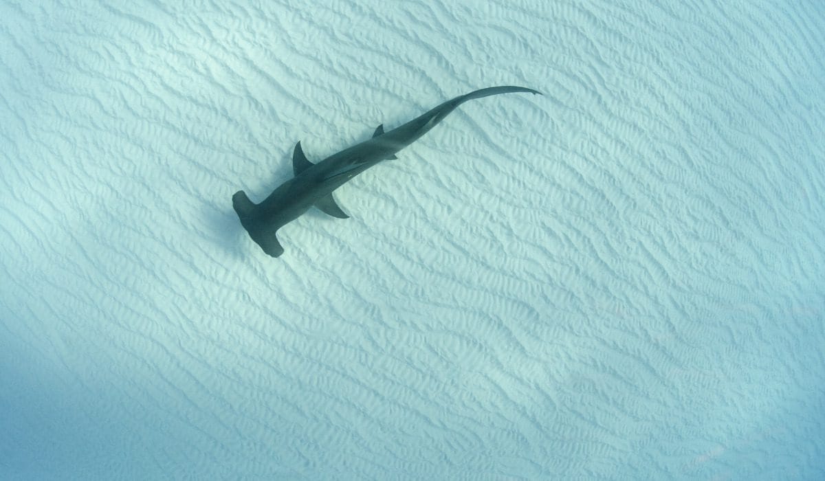 Aerial of a hammerhead shark in the water